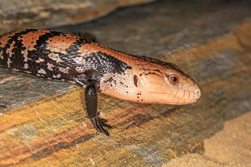 Halmahera-Blue-Tongue-Skink