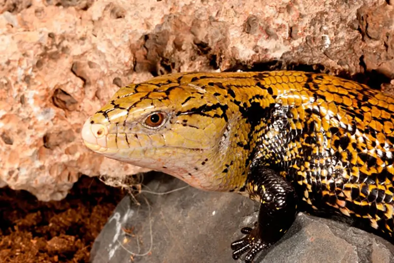 Irian-Jaya-Blue-Tongue-Skink