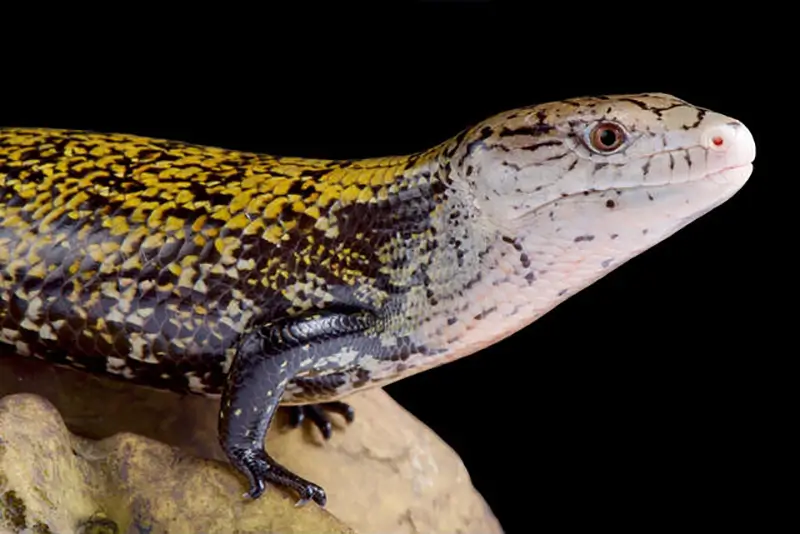 Kei-Island-Blue-Tongue-Skink