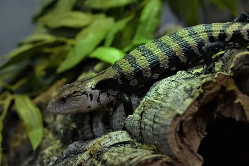 Meruake-Blue-Tongue-Skink