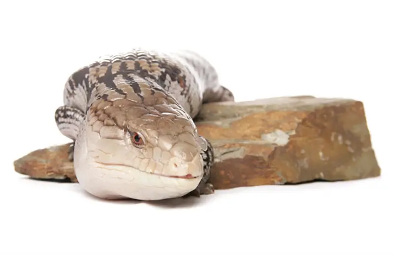 Northern-Blue-Tongue-Skink