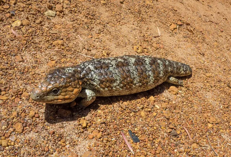 Shingleback-Bobtail-Skink