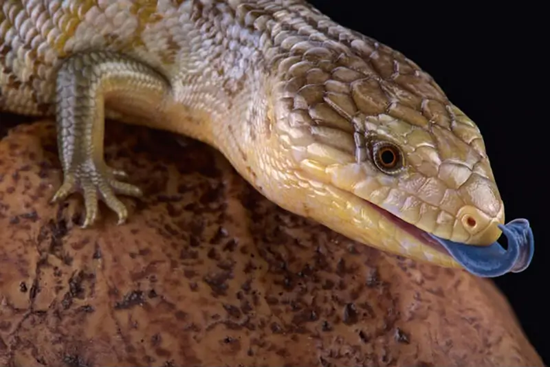 Tanimbar-Blue-Tongue-Skink