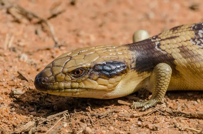 Western-Blue-Tongue-Skink