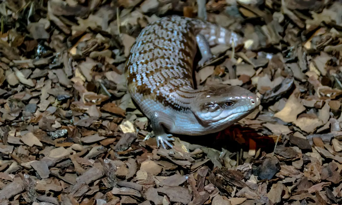 blue-tongue-skink-cost
