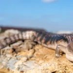 Blue-Tongue Skinks-Facts