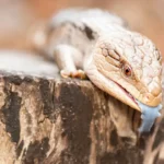 Blue-Tongue Skinks Heating and Lighting Requirements