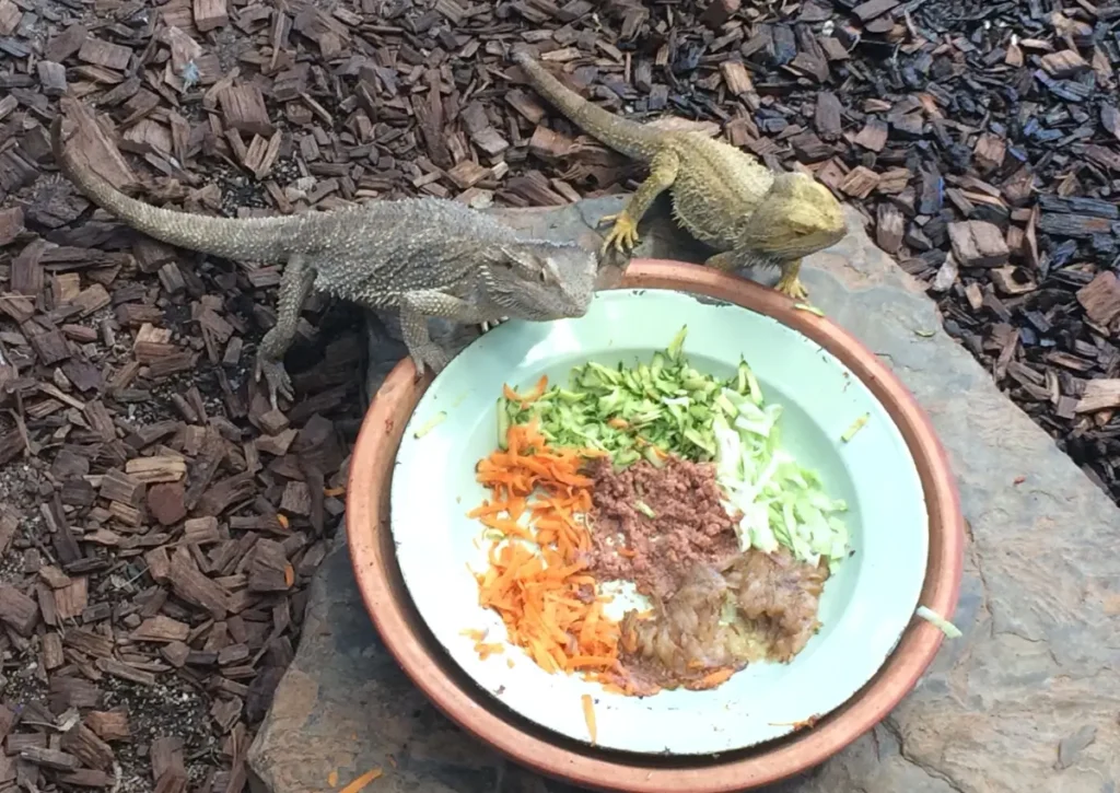 Bearded-Dragon-Eating-Carrots