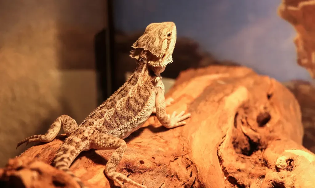 bearded-dragon-basking-on-a-log