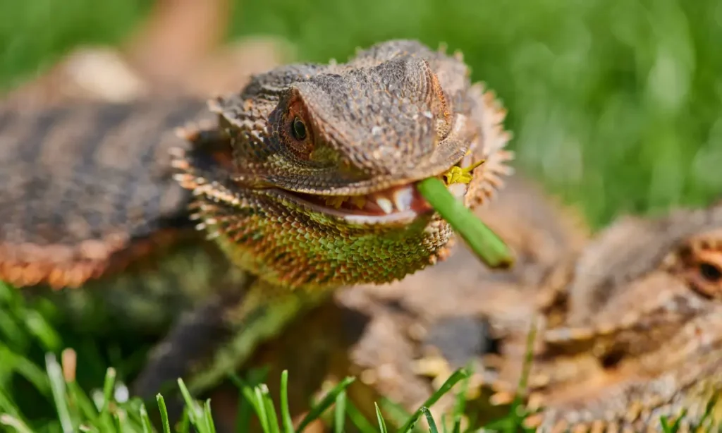 bearded-dragon-eating-vegetables