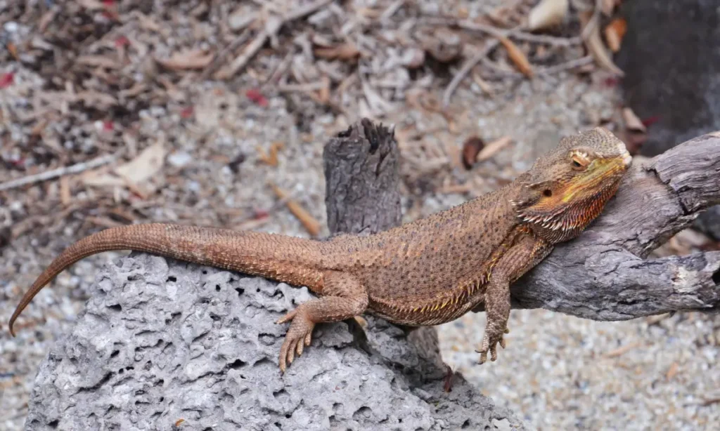 bearded-dragon-in-the-wild