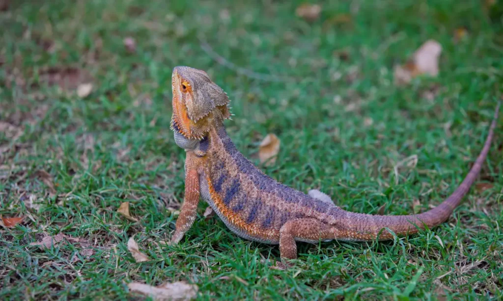 bearded-dragon-laying-on-the-ground