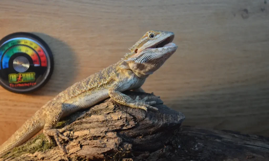 bearded-dragon-on-a-tank