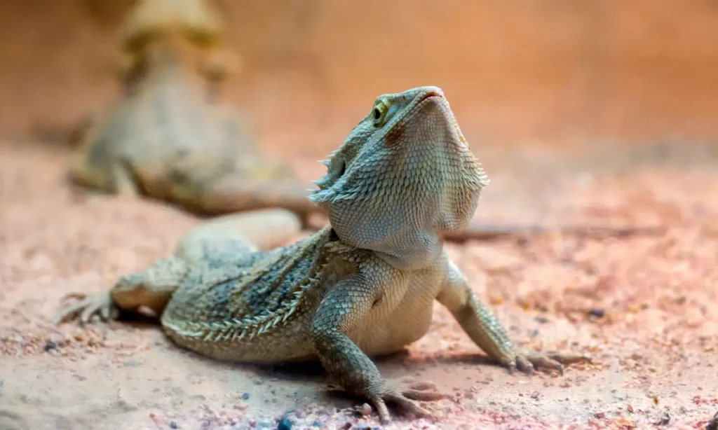 bearded-dragon-on-the-ground