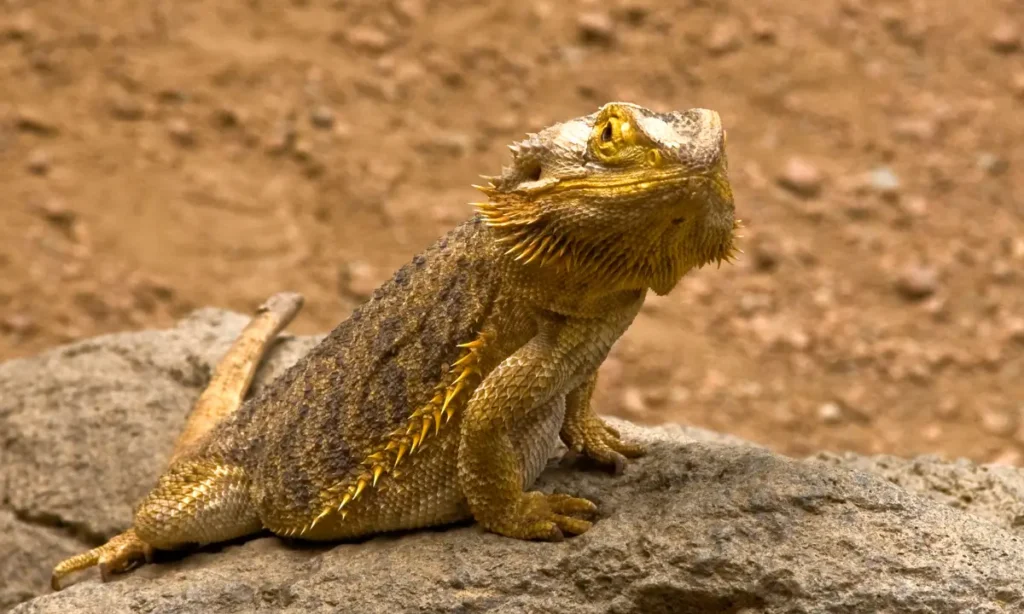 bearded-dragon-resting-on-a-rock