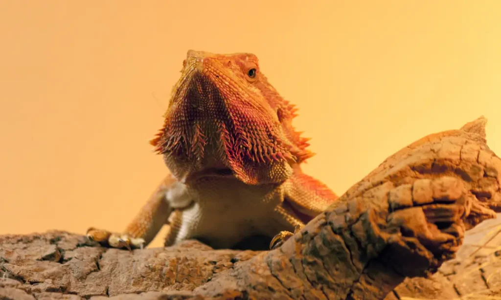 bearded-dragon-sitting-on-log