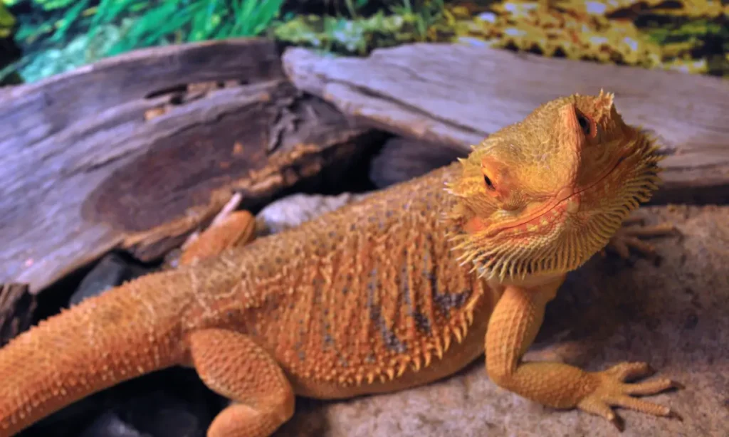 full-grown-bearded-dragon