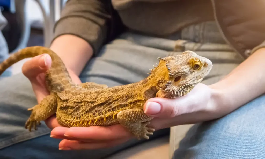 Full Grown Bearded Dragon Length