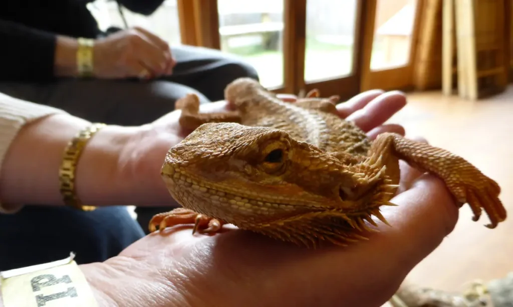 man-holding-bearded-dragon