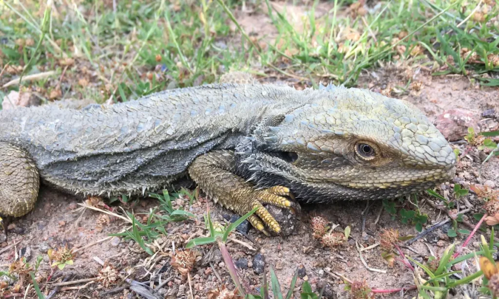 old-bearded-dragon