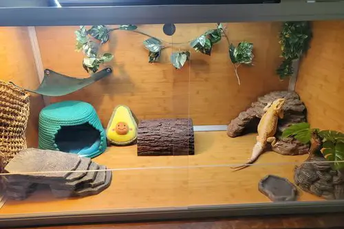 our-120-gallon-bearded-dragon-tank