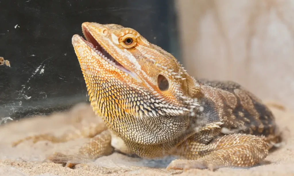 overweight-bearded-dragon