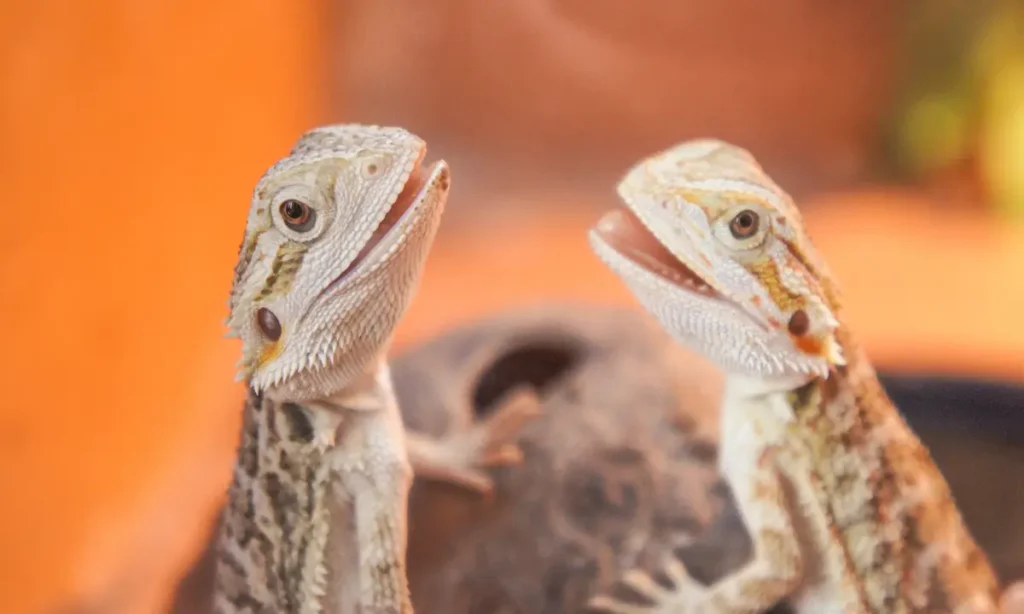 two-bearded-dragons