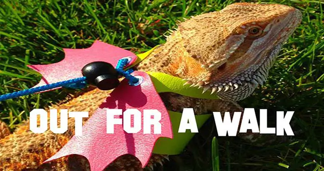 Bearded-Dragon-Walking-Outside