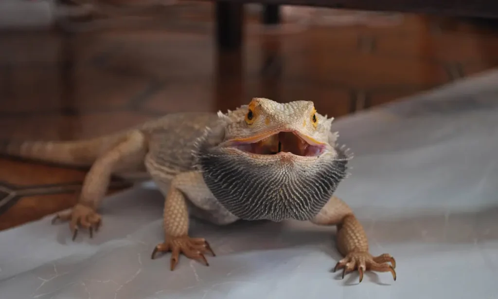 aggressive-bearded-dragon