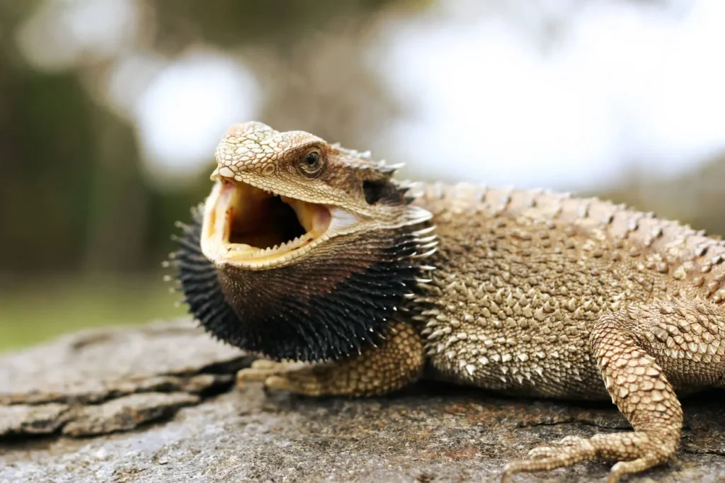 angry-bearded-dragon