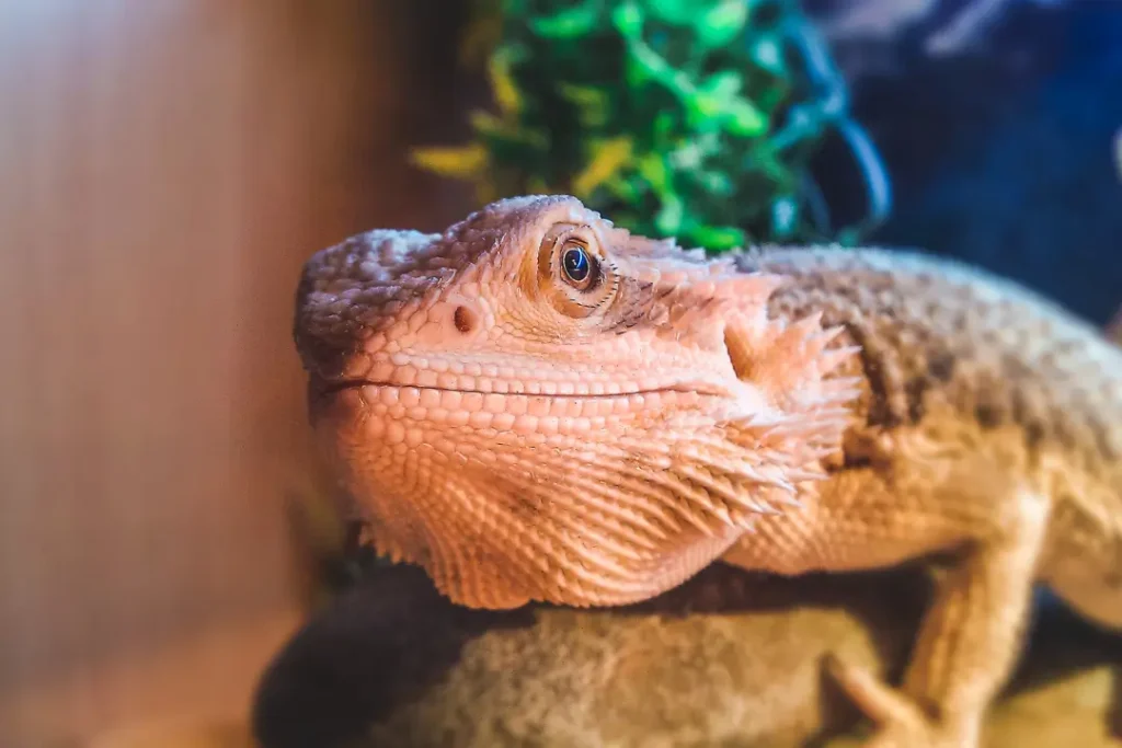 bearded-dragon