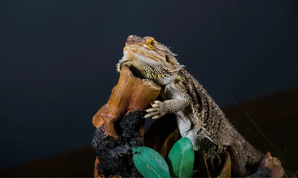 bearded-dragon