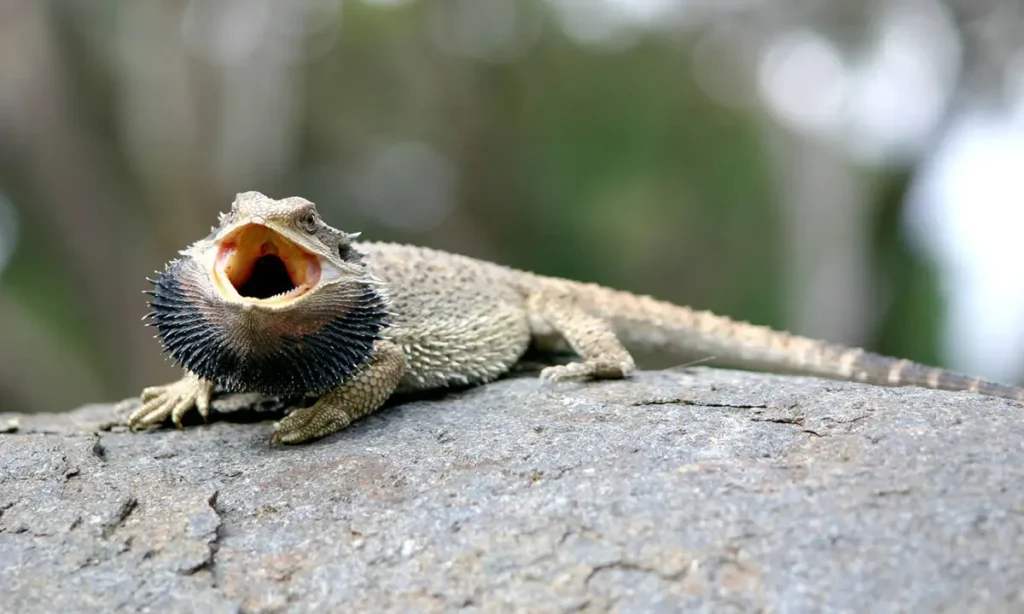 bearded-dragon-basking-and-holding-his-mouth-open