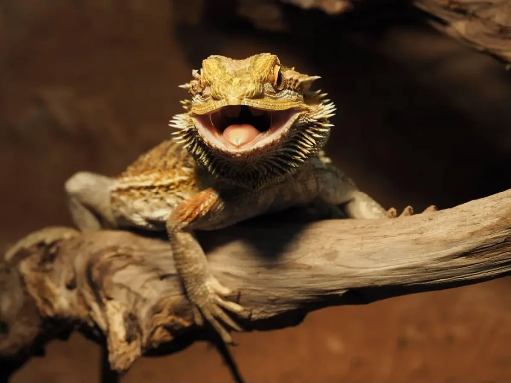 bearded-dragon-basking-and-holding-his-mouth-open