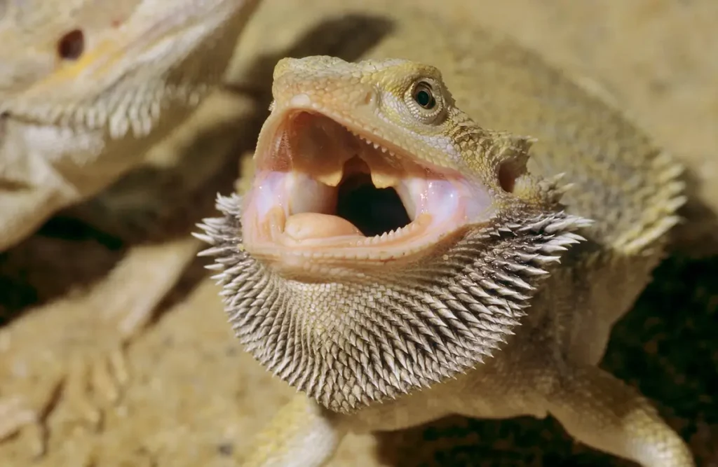 bearded-dragon-eager-for-food