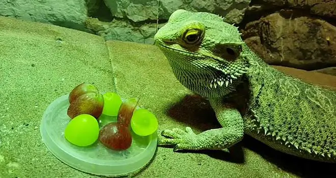 bearded-dragon-eating-grapes