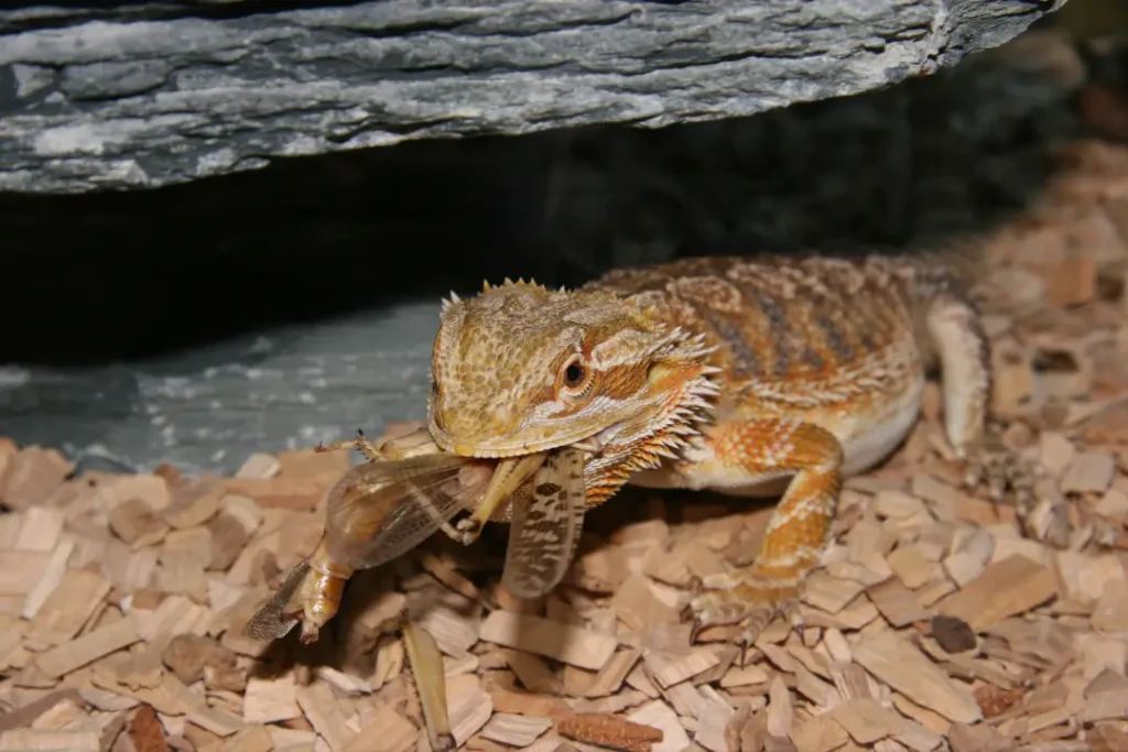 bearded-dragon-eating-insects