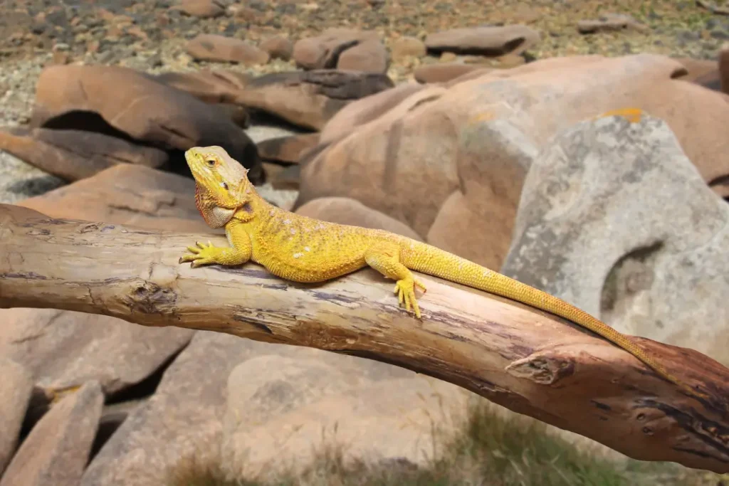 bearded-dragon-in-the-wild