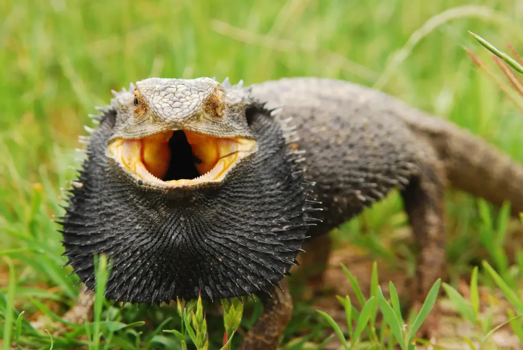 bearded-dragon-puffed-up-beard