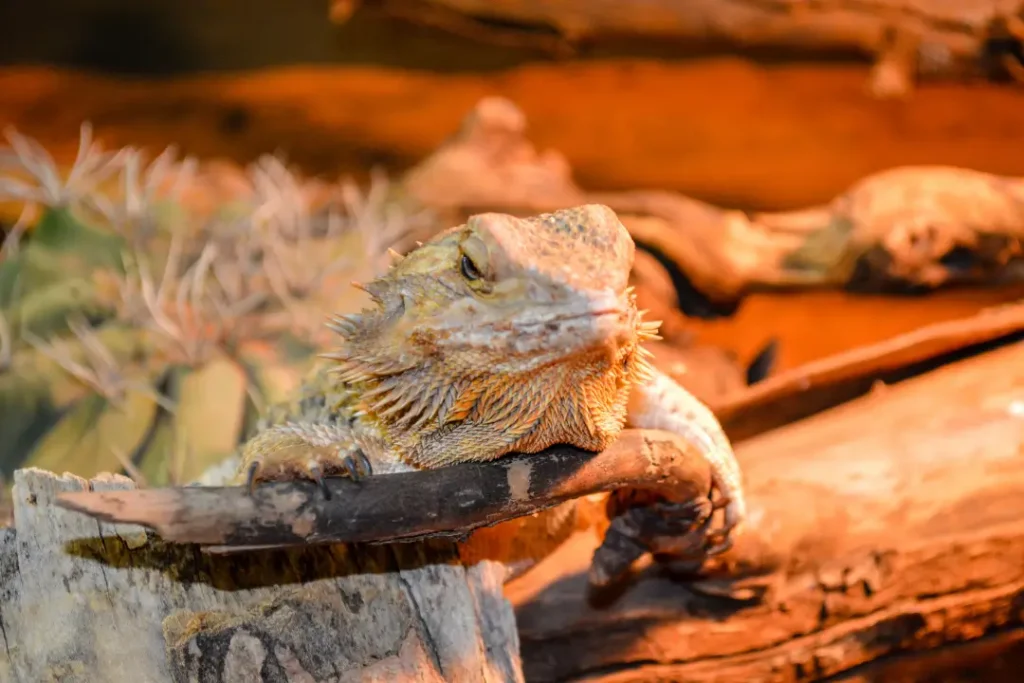 bearded-dragon-resting-on-a-log