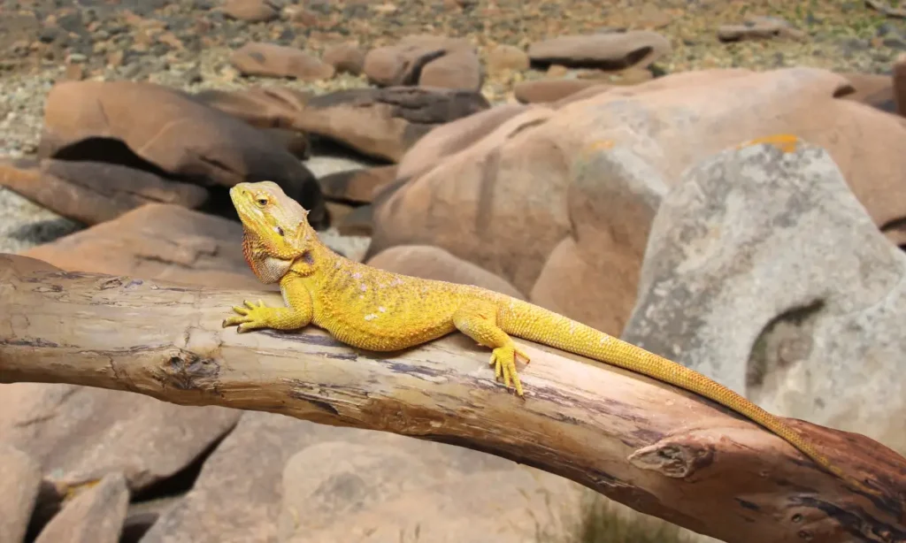 bearded-dragon-resting-on-a-log