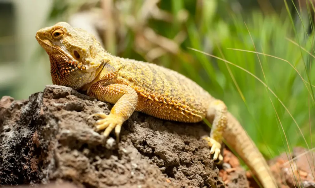 bearded-dragon-resting-on-a-rock