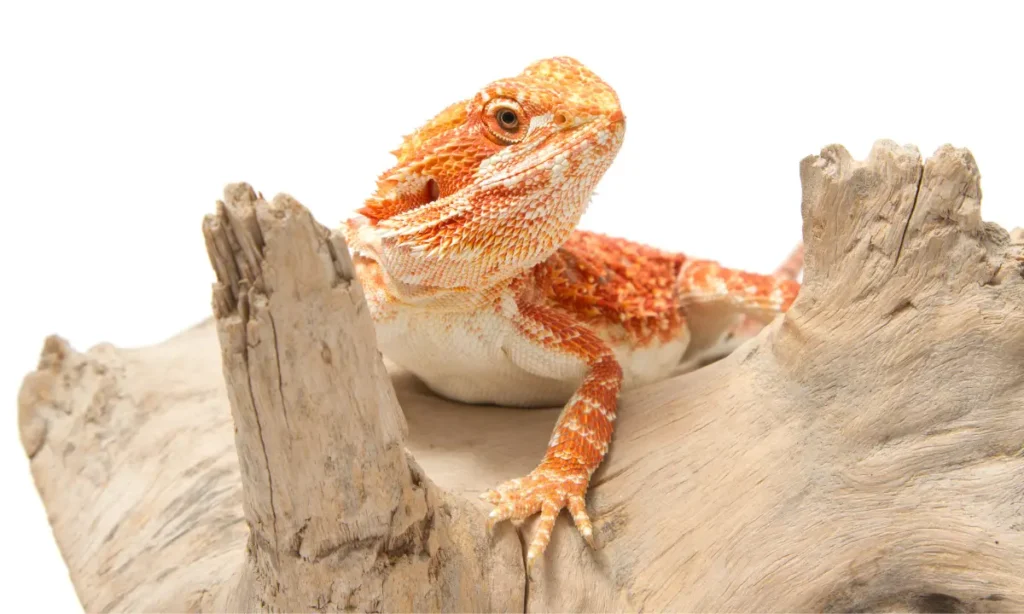 bearded-dragon-siting-on-a-log