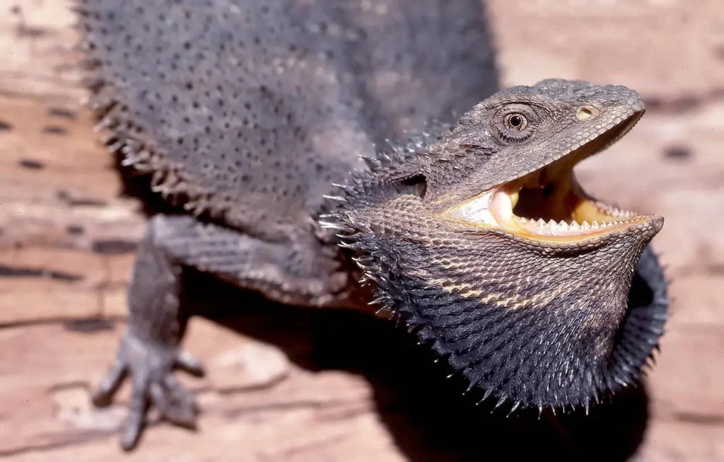 bearded-dragon's-teeth