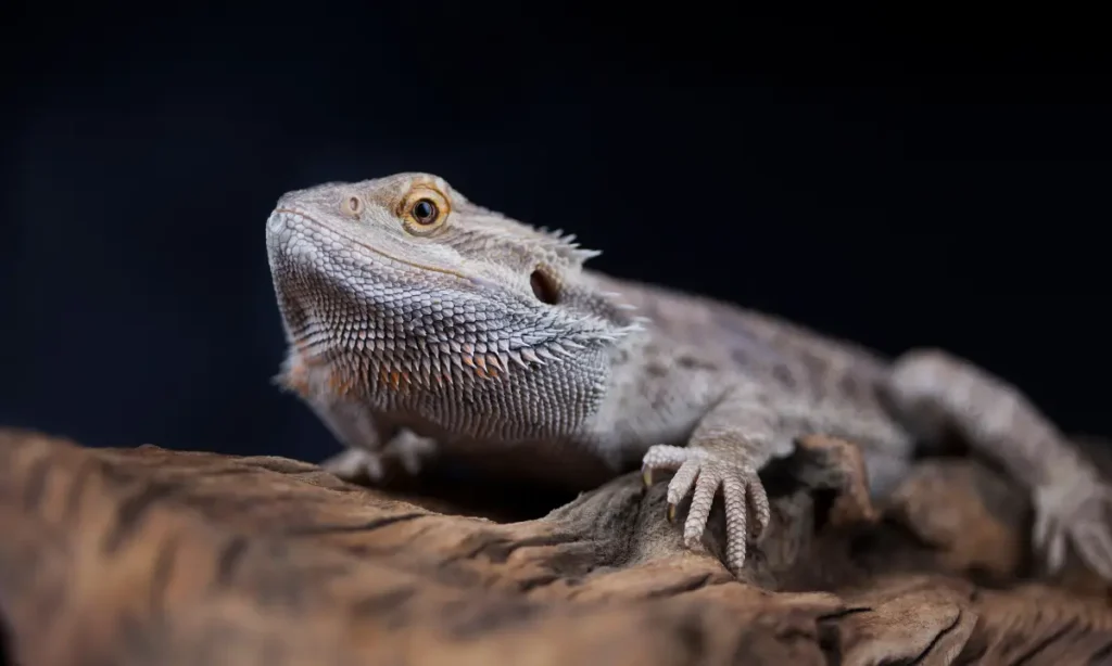 cons-of-pet-bearded-dragons