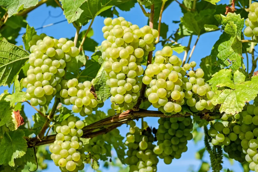 green-grapes