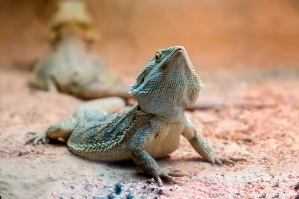 healthy-bearded-dragon