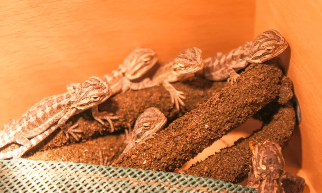 multiple-bearded-dragons