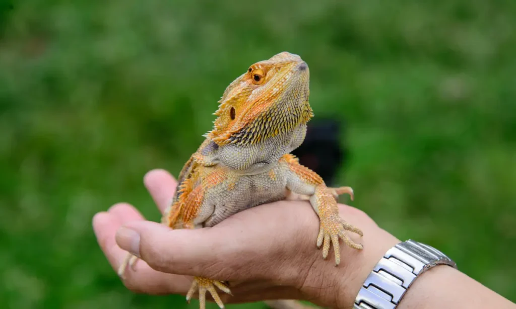 pros-of-owning-a-bearded-dragon