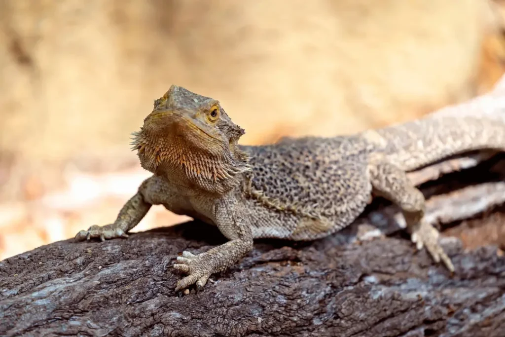 vitamin-d-deficient-bearded-dragon